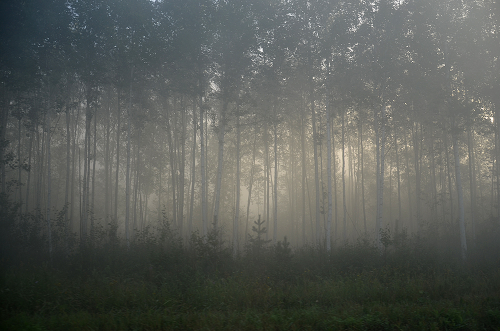 фото "Берегите лес" метки: пейзаж, лес