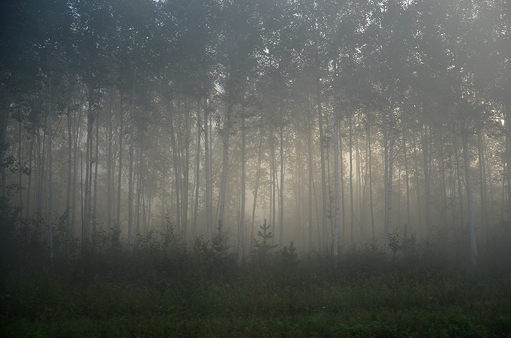 photo "***" tags: landscape, forest