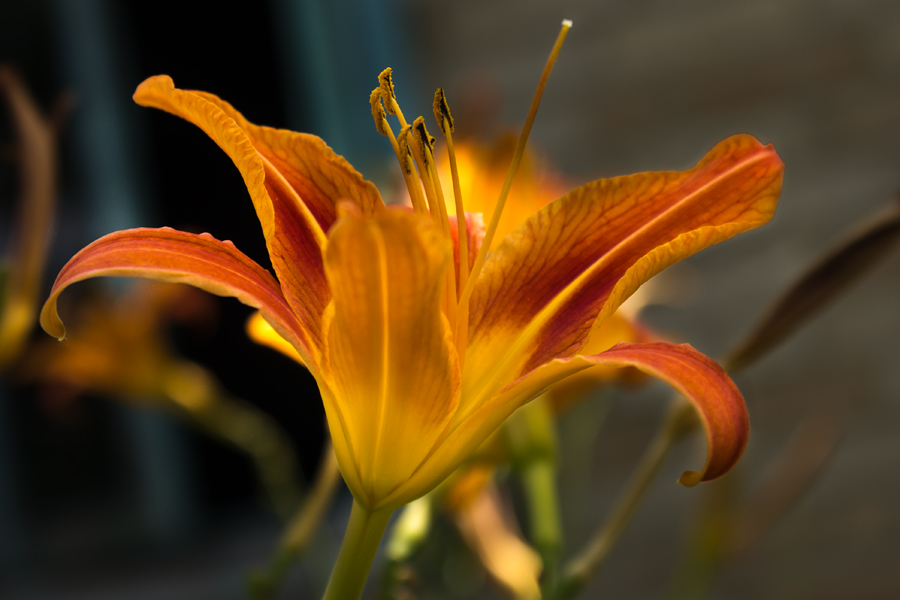 photo "***" tags: nature, Ukraine, flowers, summer, Запорожье