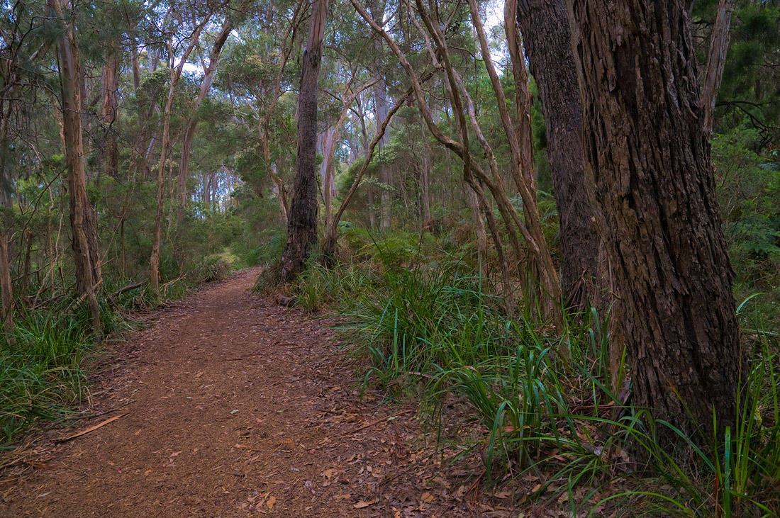 фото "Tasmanian forest" метки: пейзаж, природа, trees, лес