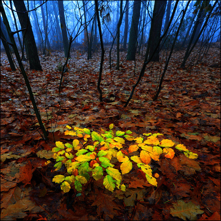 photo "Autumncolours" tags: landscape, 