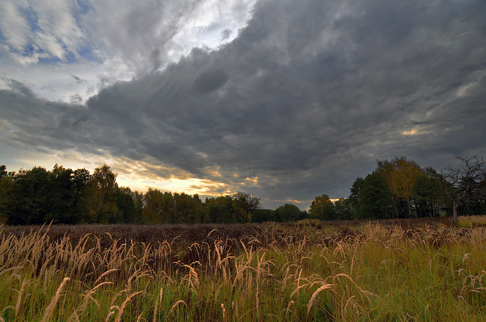 photo "***" tags: , autumn, forest