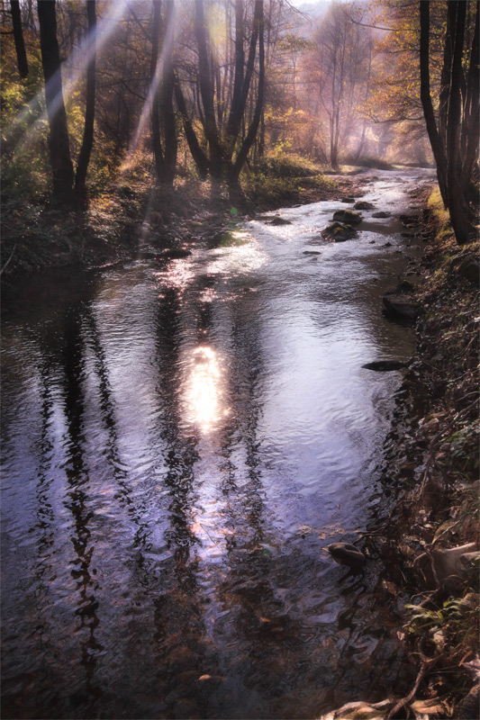 фото "Magical Forest" метки: пейзаж, вода, лес