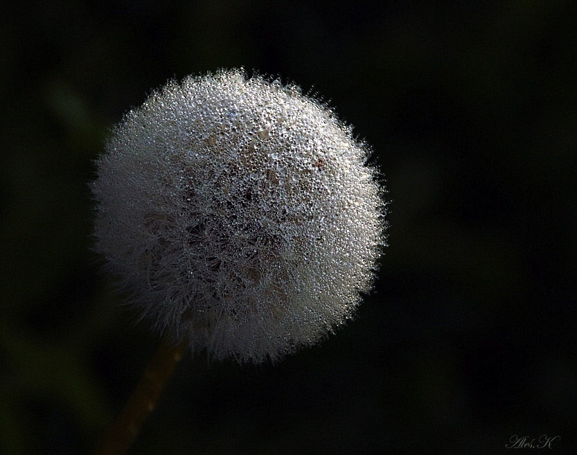 photo "***" tags: nature, flowers