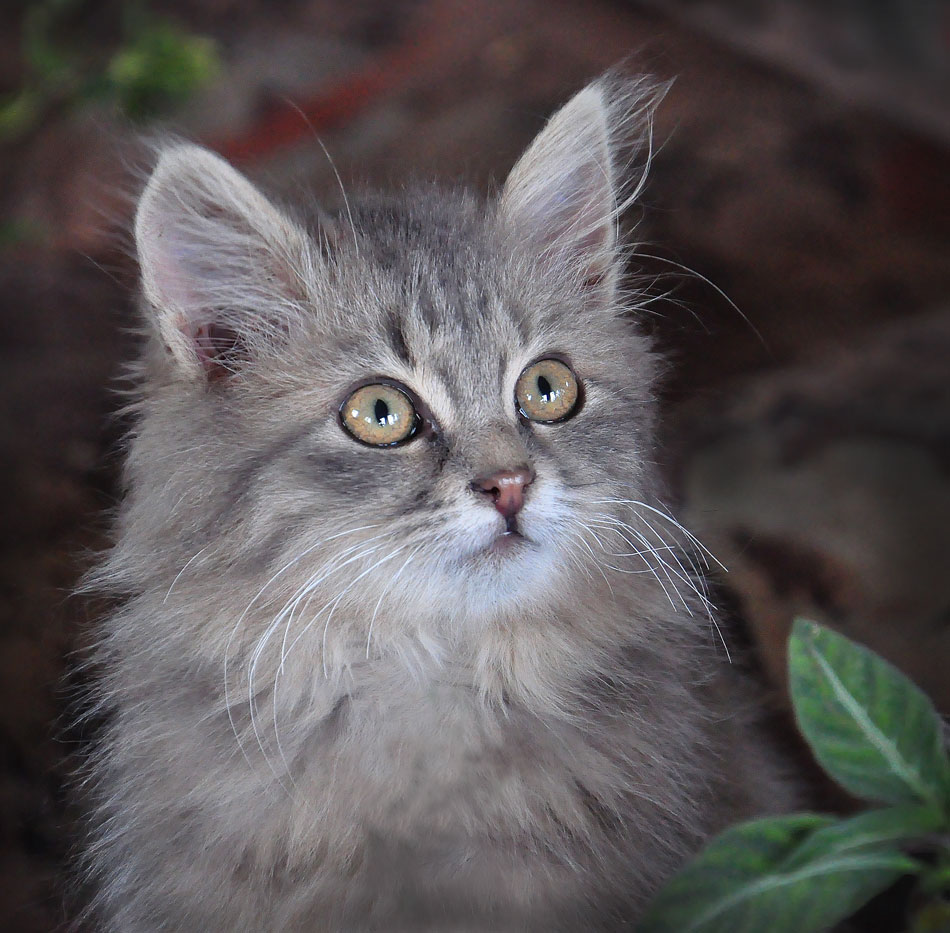 фото "Бася" метки: природа, котёнок