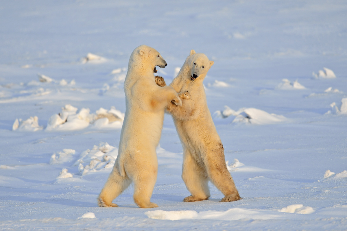 фото "Polar bear dance" метки: природа, 