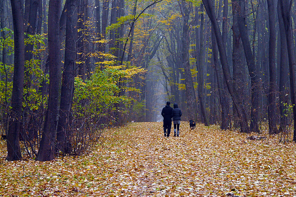 фото "The walk" метки: пейзаж, природа, fall, romania, дорога, лес, осень