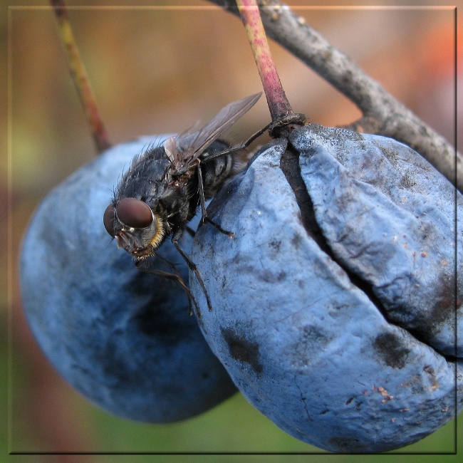 photo "just fly" tags: macro and close-up, misc., Насекомые, муха, фрукты