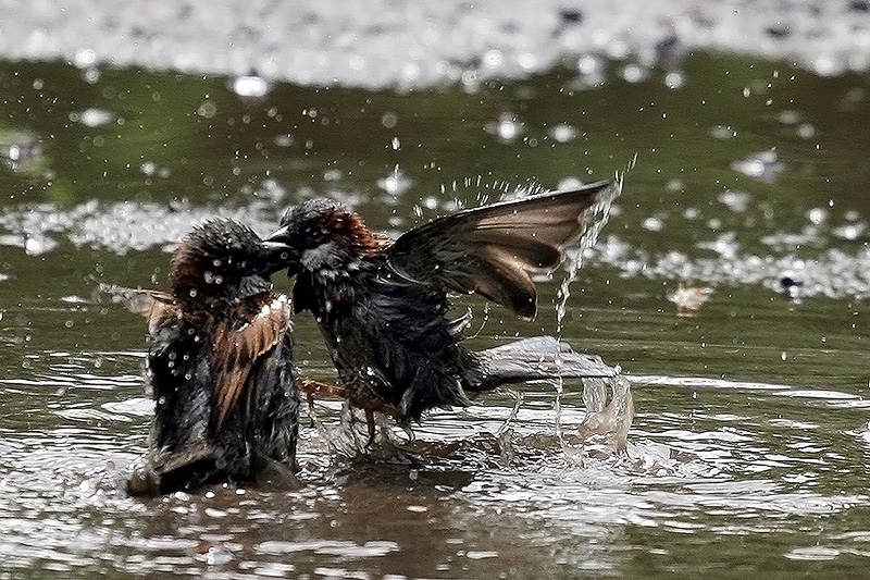 фото "Уходи из моей лужи!!!" метки: природа, воробьи дерутся в луже