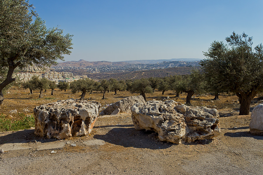 photo "***" tags: landscape, travel, Israel, september, Иерусалим, оливковая роща