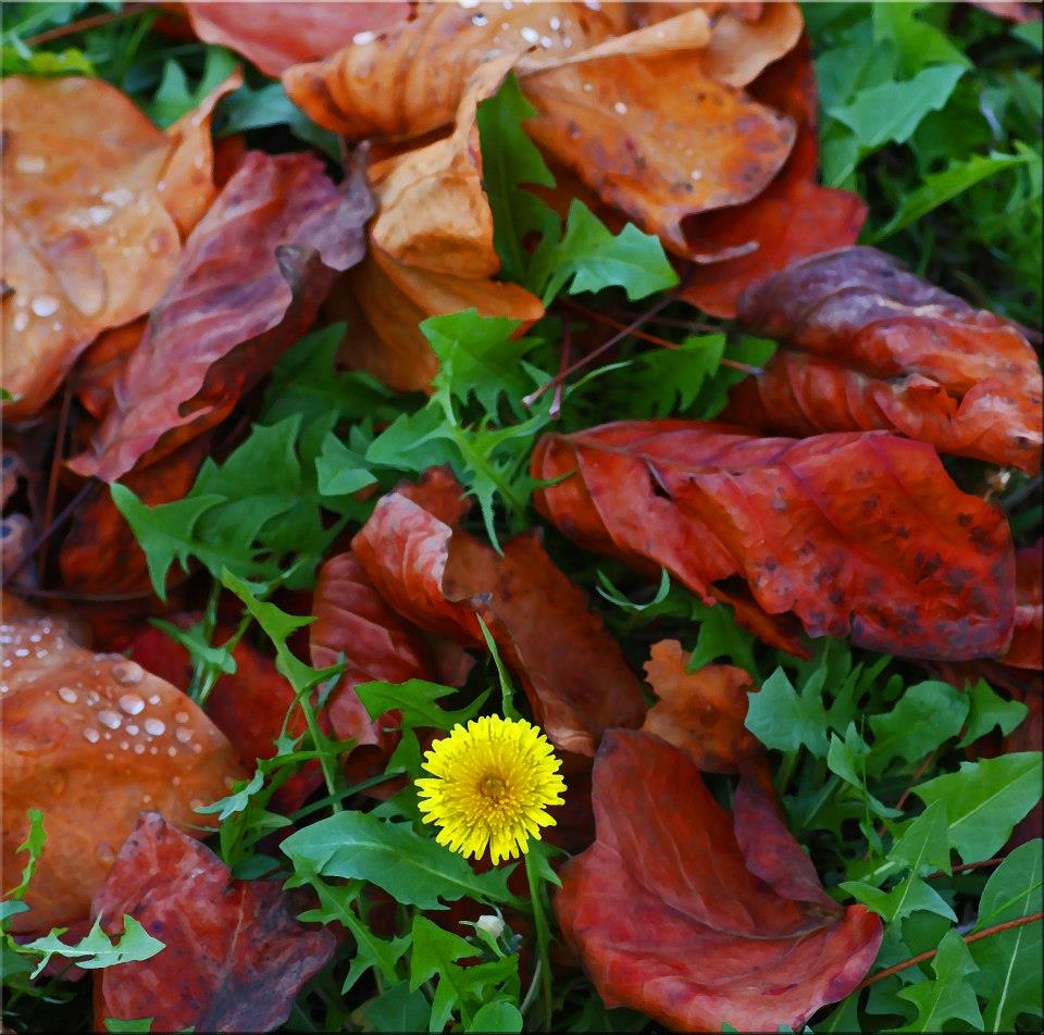 photo "Fallen Leaves And Dandelion" tags: nature, 