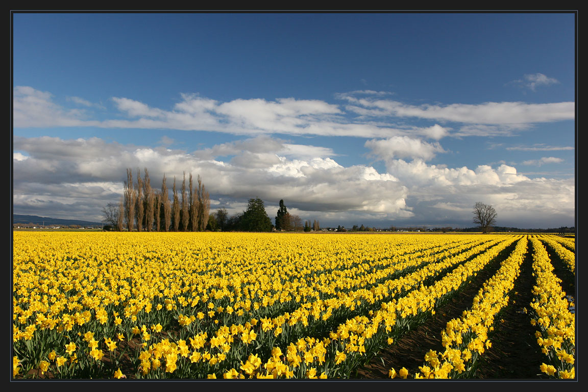 photo "***" tags: landscape, flowers