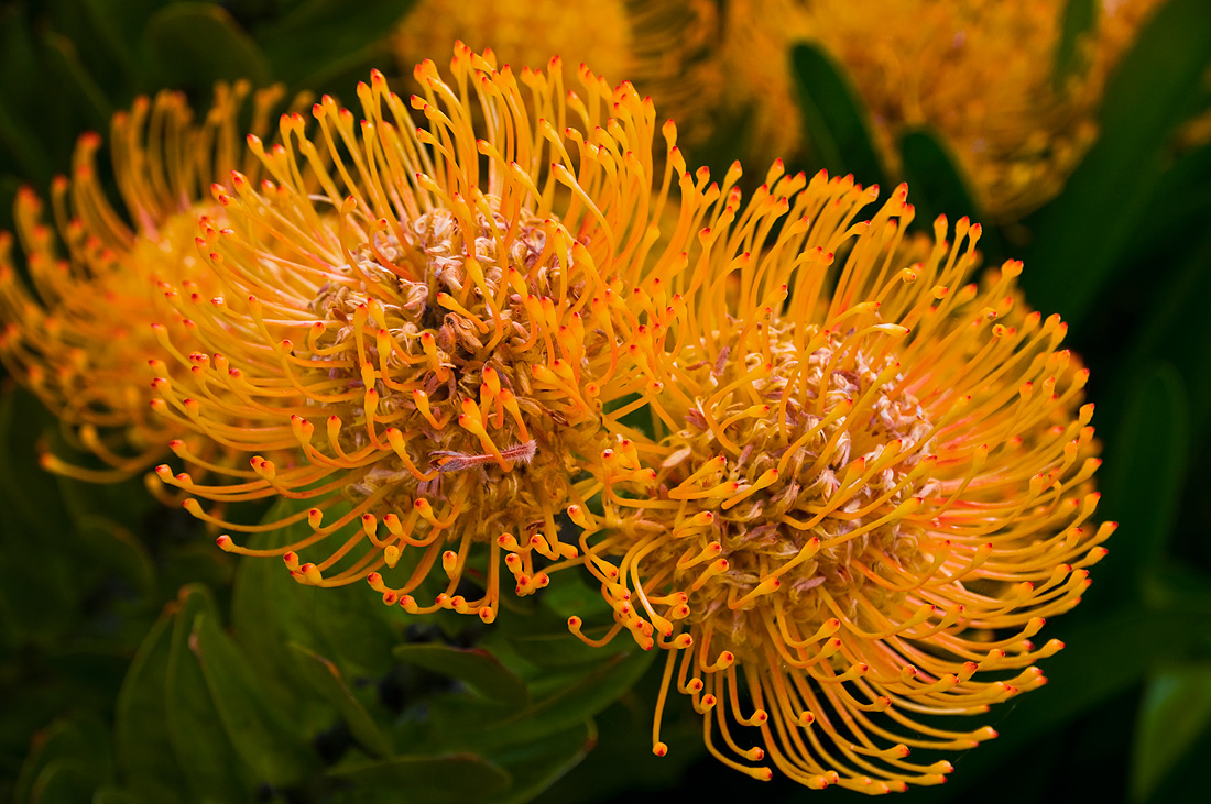 фото "Фантазия природы_3" метки: природа, макро и крупный план, australian flora, nature, цветы