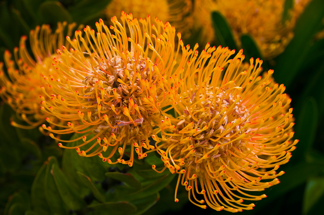 photo "***" tags: nature, macro and close-up, australian flora, flowers, nature