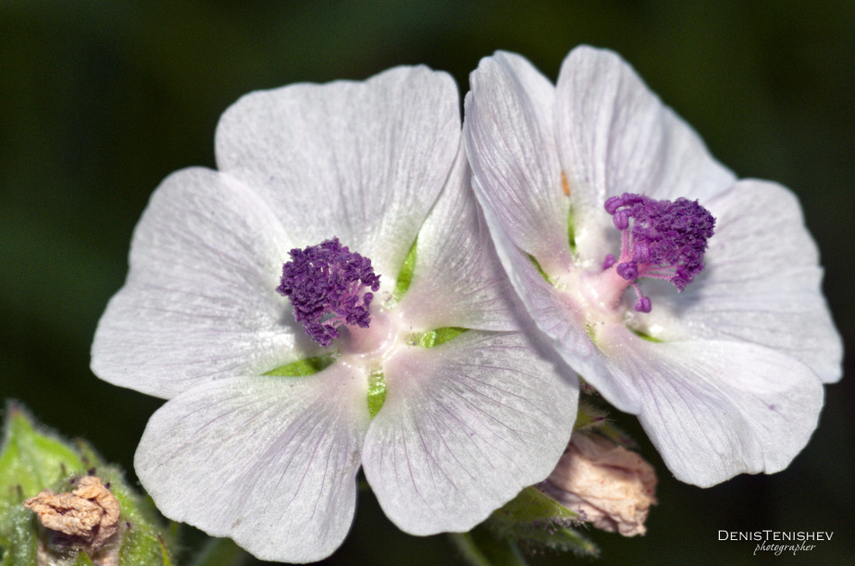 фото "Transparent flowers" метки: макро и крупный план, 