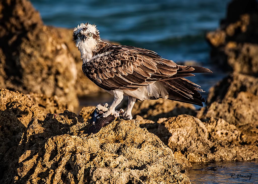 фото "The catch" метки: природа, Osprey, Африка, море, птица