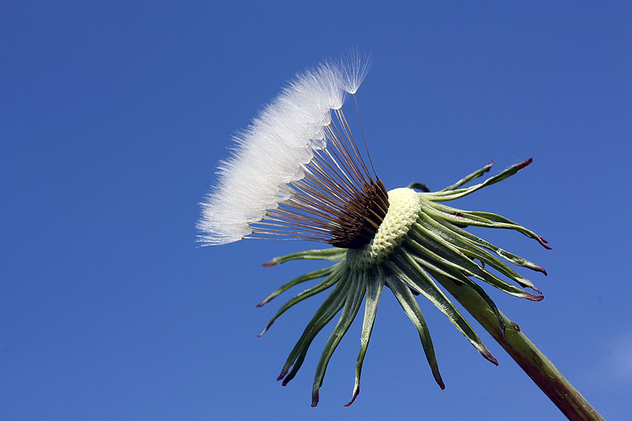 фото "***" метки: макро и крупный план, природа, blue, dandelion, skz, цветы