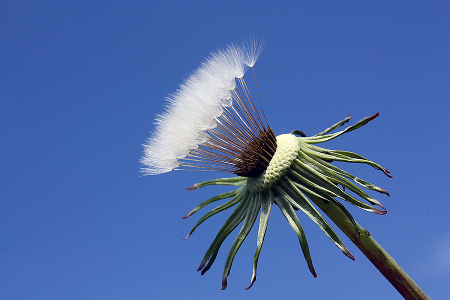 photo "***" tags: macro and close-up, nature, blue, dandelion, flowers, skz