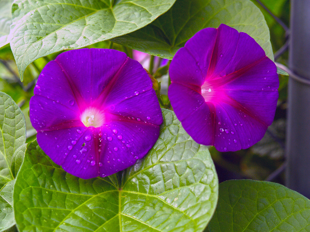 photo "Morning Glory" tags: nature, flowers