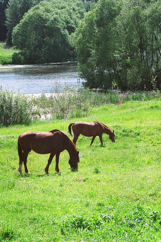 photo "***" tags: landscape, pets/farm animals, summer, water