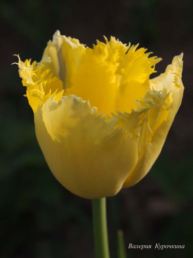 photo "***" tags: nature, macro and close-up, flowers, spring, макро, тюльпан