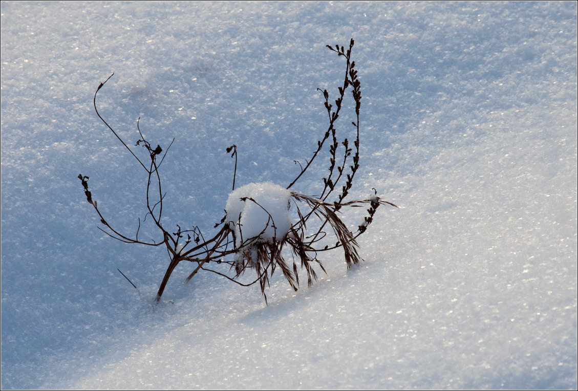 photo "winter bush" tags: macro and close-up, nature, 
