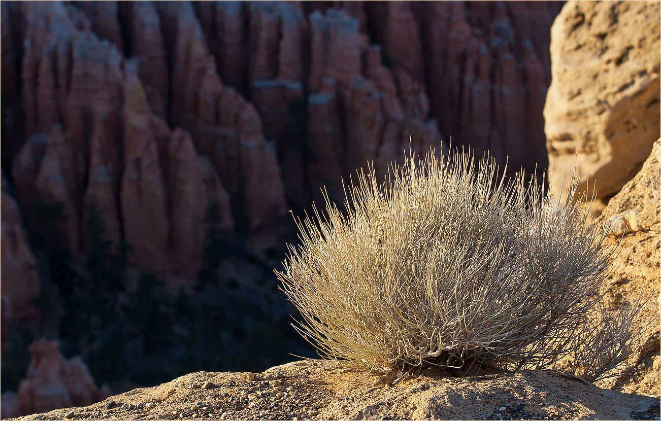 photo "Hedgehog at the edge" tags: nature, 