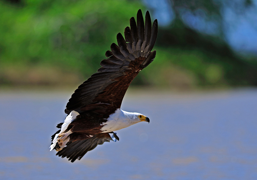 фото "Wing" метки: природа, 