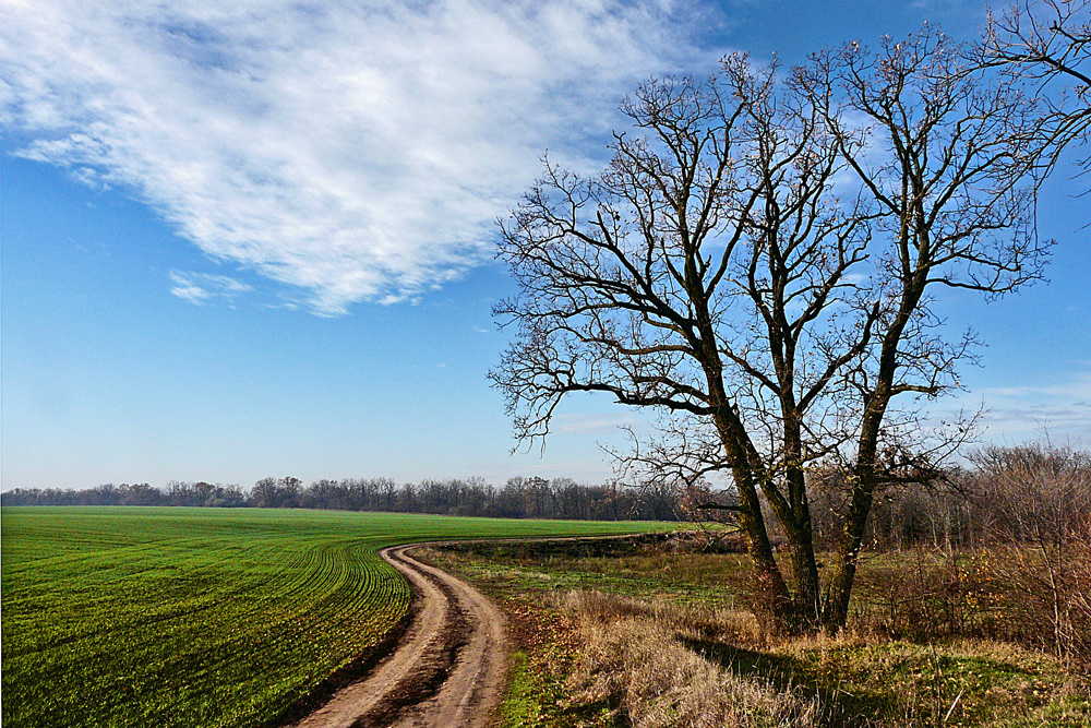 photo "Forest edge" tags: landscape, nature, autumn, blue, clouds, fall, forest, plain, road, romania, sky, trees