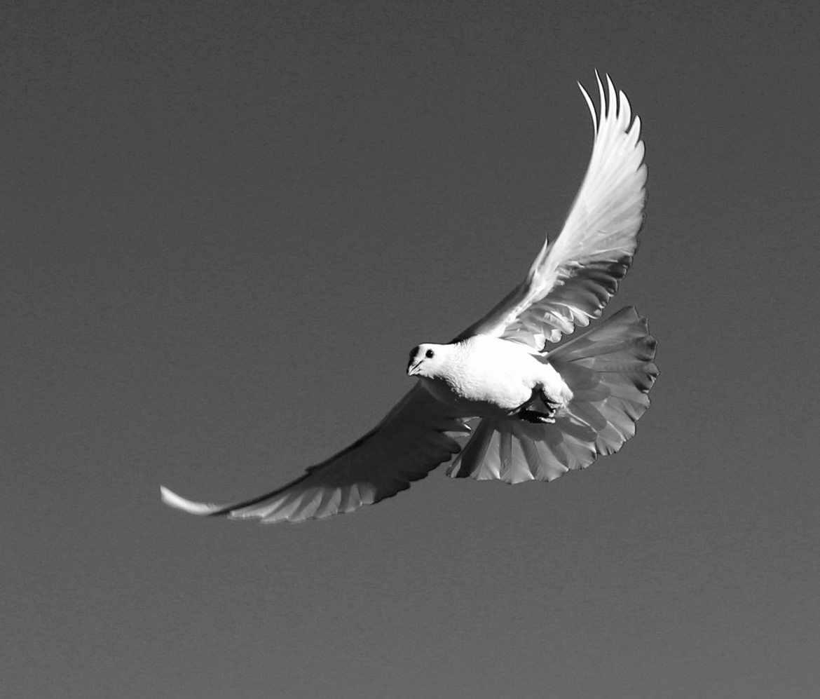 photo "La Paloma Blanca" tags: black&white, nature, pigeon