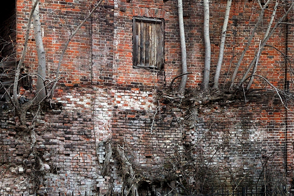 фото "Сила жизни" метки: природа, деревья, кирпичи, корни, стена