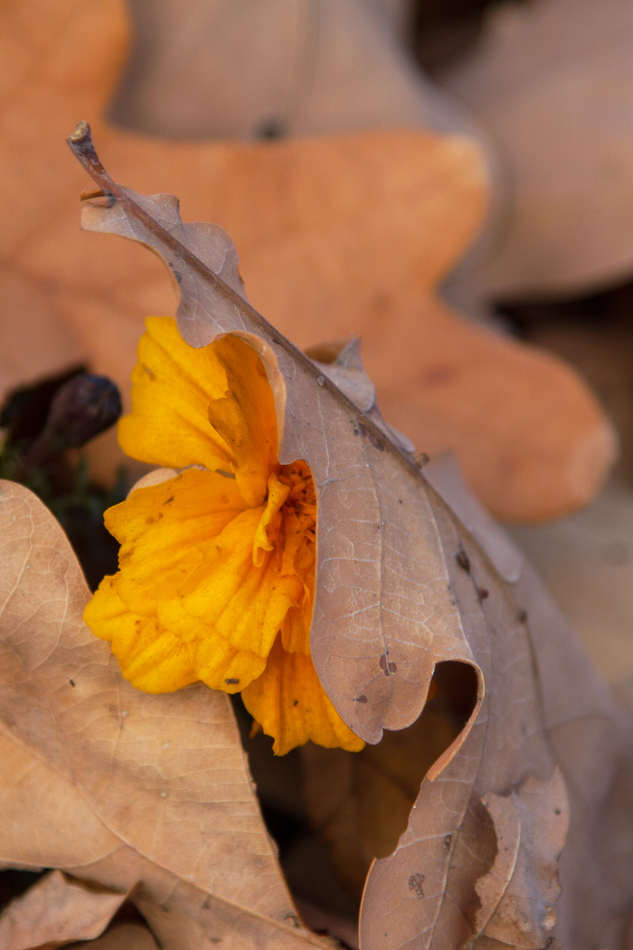 photo "***" tags: nature, macro and close-up, 