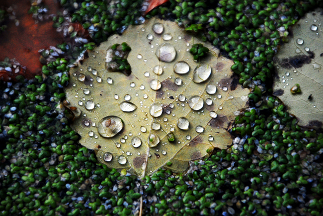 photo "drops" tags: macro and close-up, 