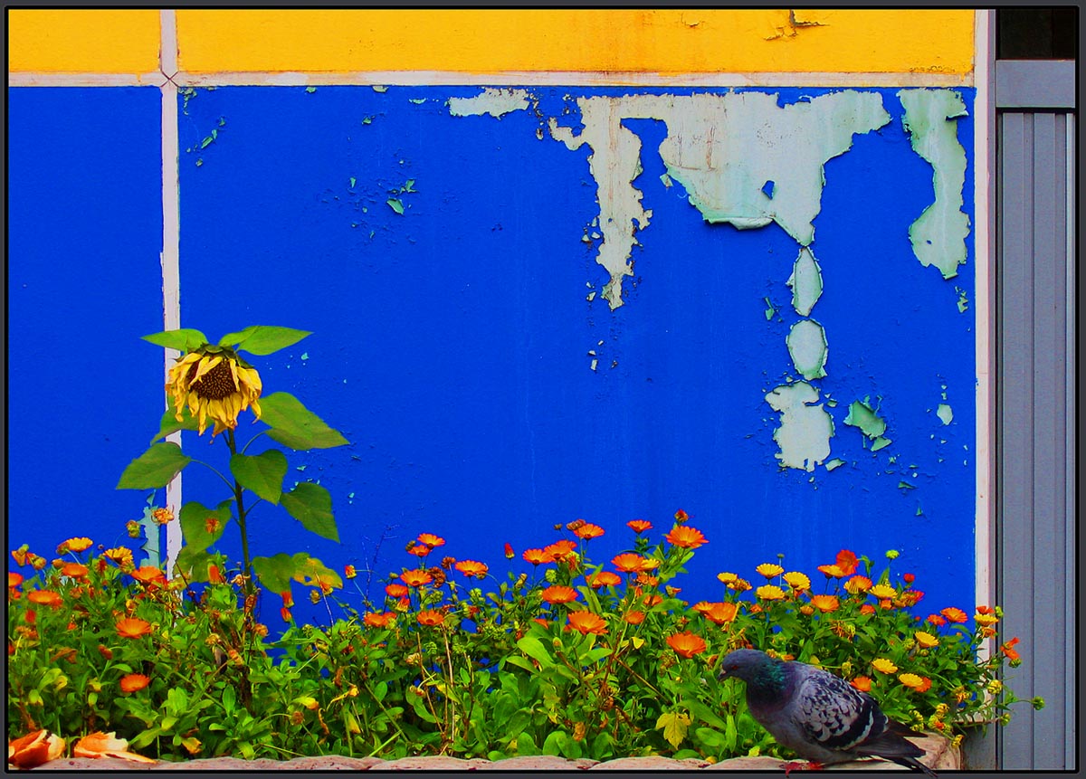 photo "***" tags: nature, bird, flowers, стена