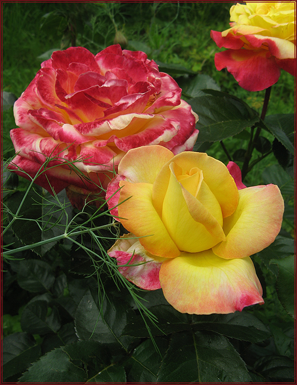 фото "for Chandru Shahani" метки: природа, лето, розы, цветы