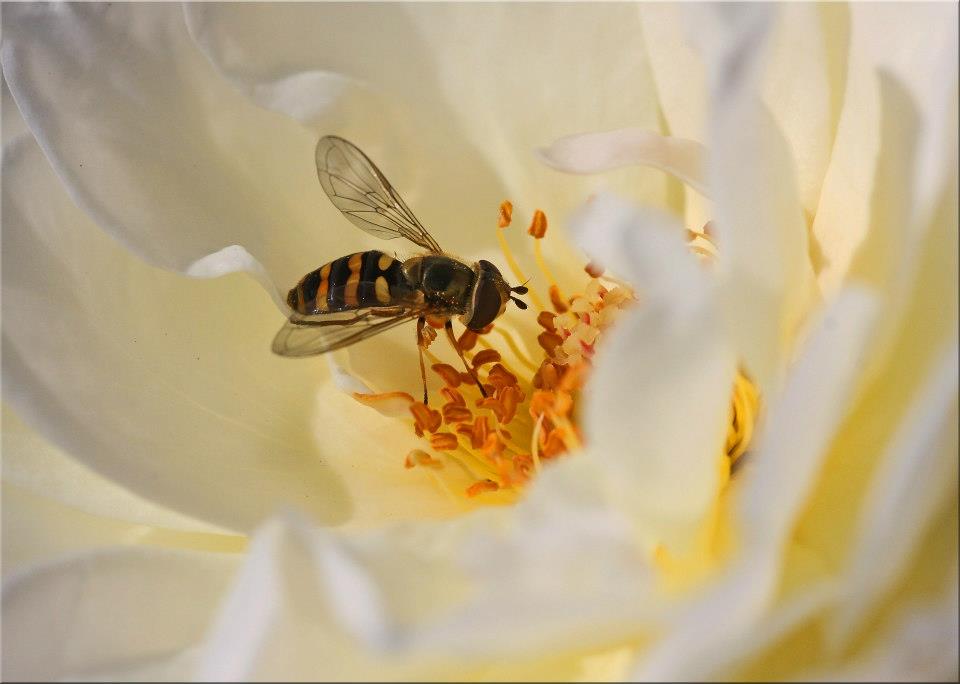 photo "Hovaround" tags: nature, macro and close-up, closeup, flower, insect, macro, rose