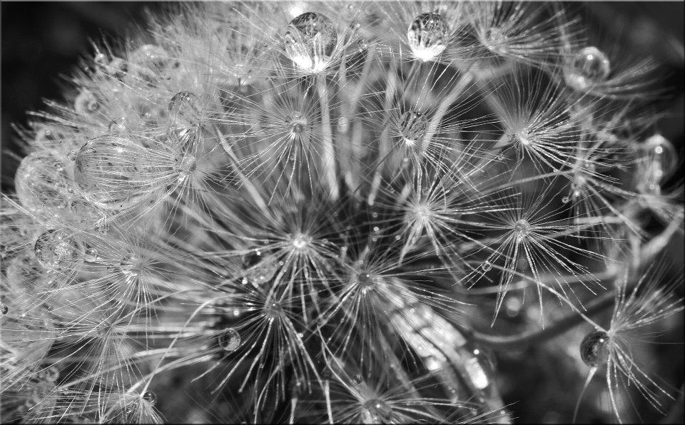 photo "Dandelion Pearls" tags: nature, macro and close-up, black&white, closeup, dandelion, macro, water drops