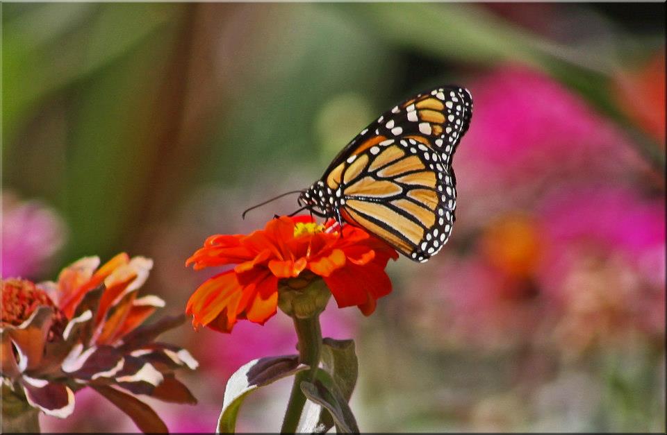 фото "Monarch On Throne" метки: природа, butterfly, garden, цветы