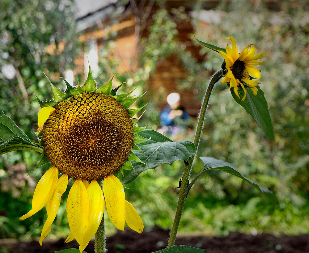 photo "***" tags: landscape, nature, sunflower