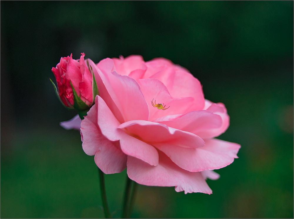 photo "***" tags: macro and close-up, misc., summer