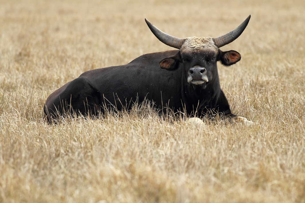 photo "***" tags: reporting, meadow, wild animals