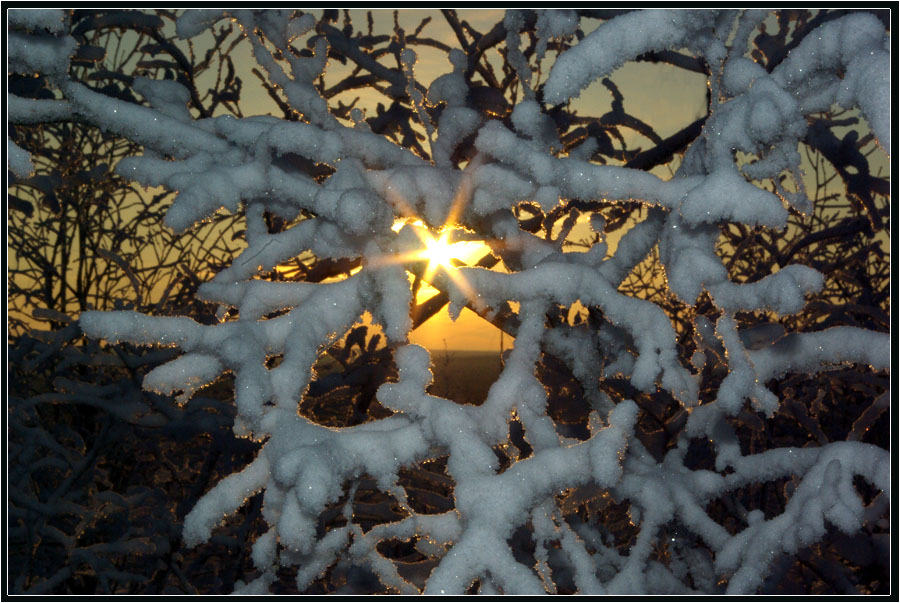 photo "***" tags: nature, hoarfrost