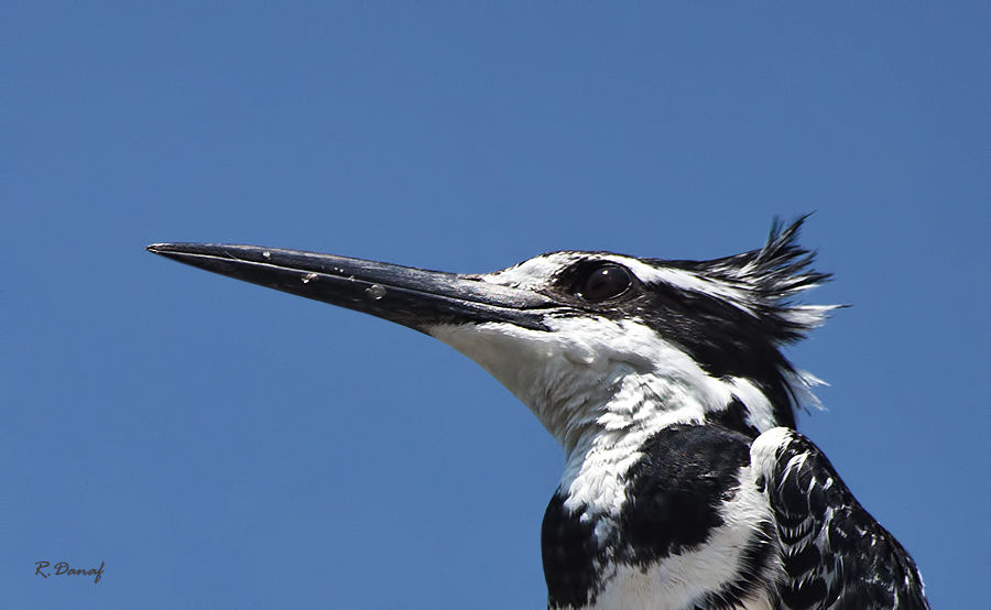 photo "King fisher 2" tags: nature, bird