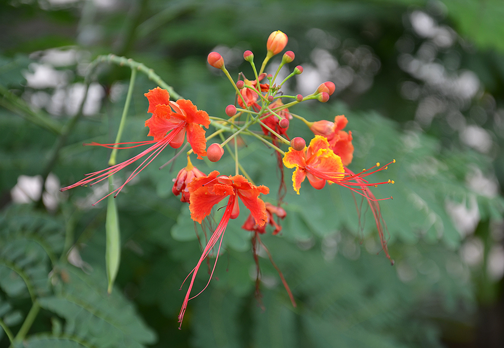 photo "***" tags: nature, travel, misc., flowers