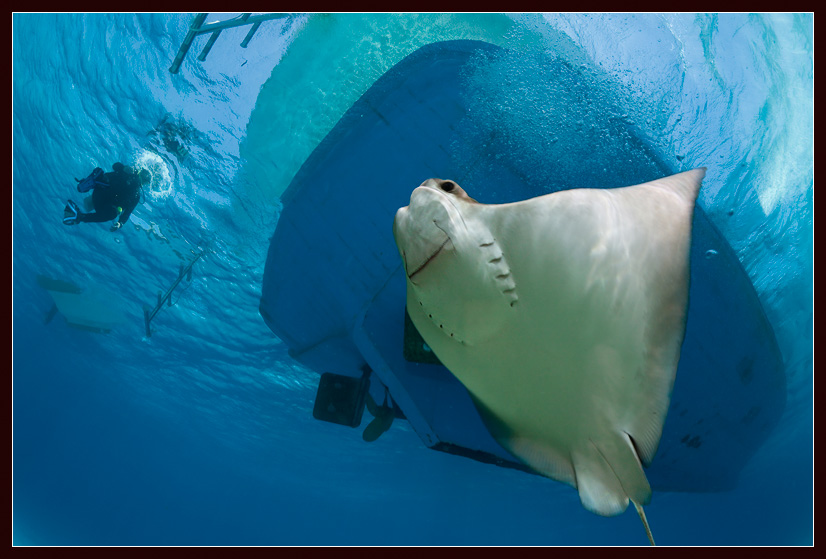 photo "Good greeting" tags: underwater, 