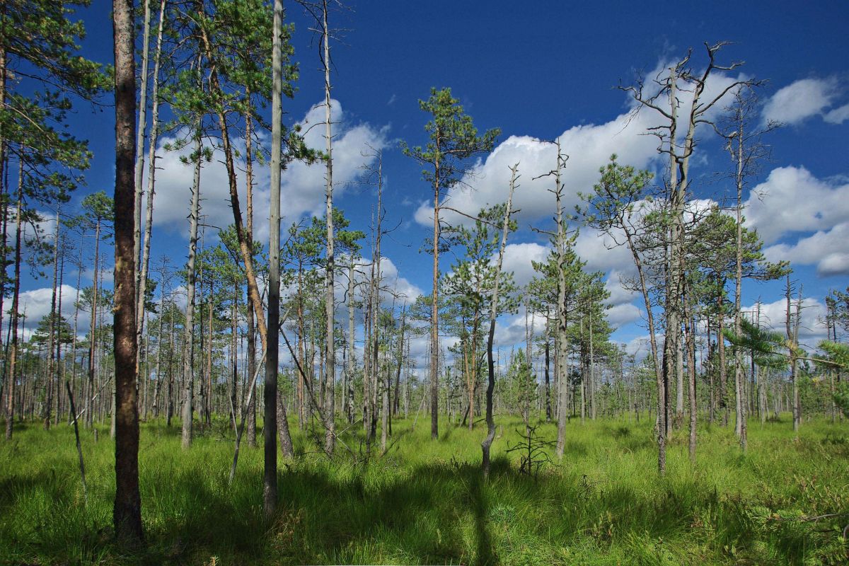 photo "The Bog" tags: landscape, clouds, forest, summer