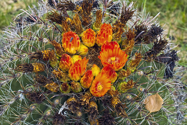 фото "Barrel cactus in bloom" метки: природа, цветы