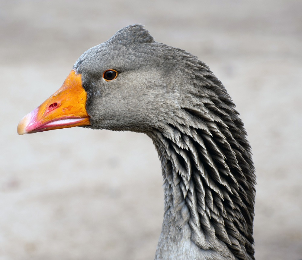 photo "Tufted Gander on Guard Duty" tags: nature, 