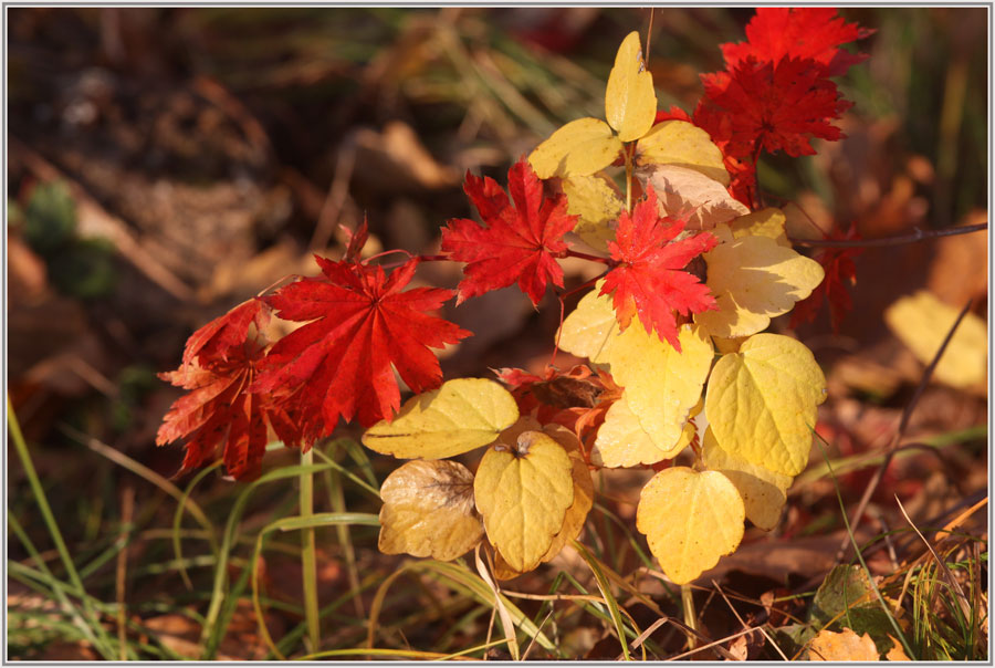 photo "***" tags: fragment, autumn, forest, краски