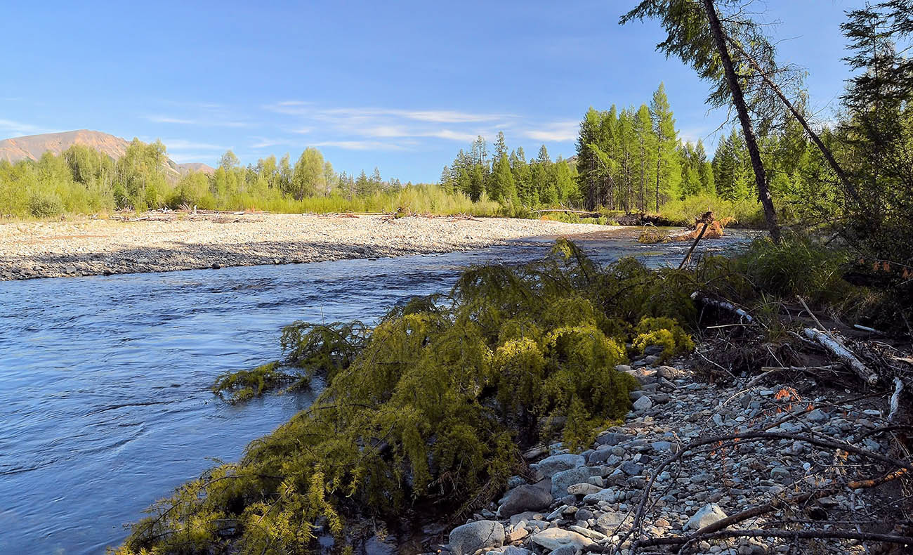 photo "***" tags: landscape, forest, river, summer, sun